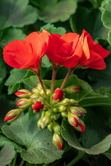 Close-up of beautiful blooming red flowers geranium with green leaves 