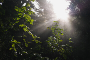 Bright sun rays penetrating tree branches on forest