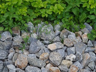 Forststraße mit Kieselsteinen und Waldpflanzen