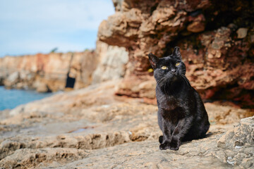Cute black kitty cat sitting on the rock.