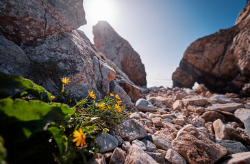 Wild yellow flowers on the rock stones.