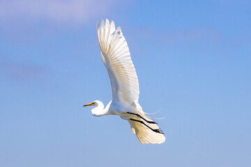 Wildlife and birds pelican egret while kayaking the Elkhorn Slough by Moss Landing and Monterey Bay Pacific Ocean