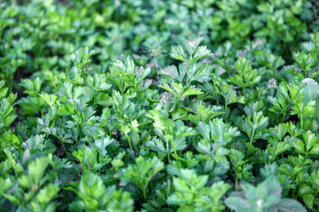 close-up of celery plantation (leaf vegetable) in the vegetable garden, view from above