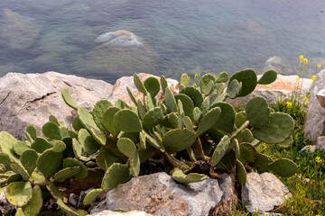 Edible cactus - prickly pear growing near the sea