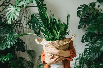 A young woman holds a pot with a green plant in her hands, covering her face with it. The concept...