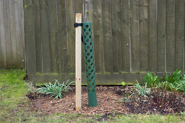 Planting tree in garden with stake and tree guard, UK