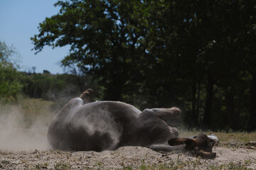 Mini donkey rolling in dust bath during summer in Texas farm field.