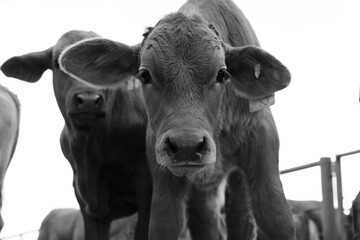 Fototapeta Beefmaster calf face being curious and nosey on beef ranch closeup. obraz