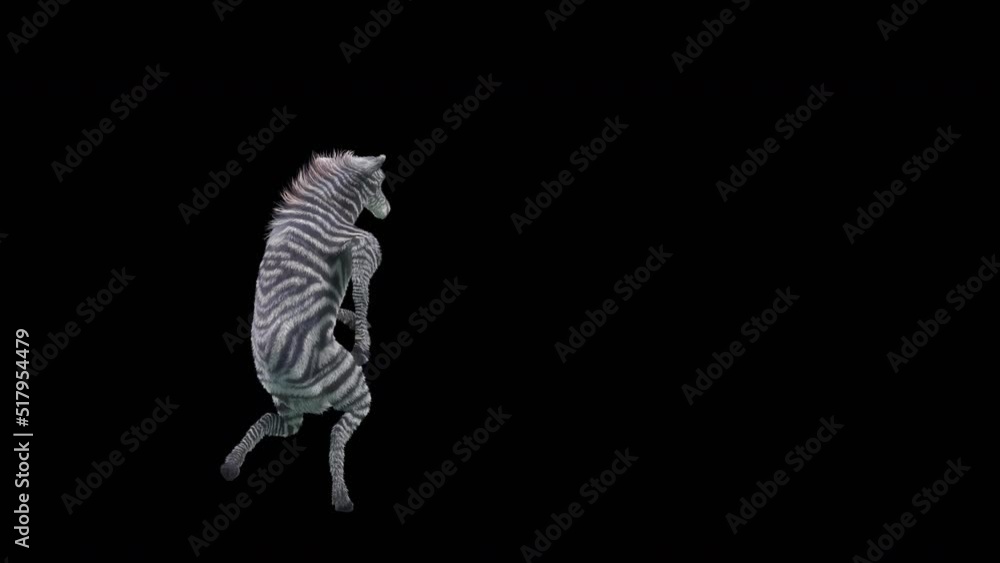 Poster zebra dancing, 3d rendering, animation loop, cartoon. included in the end of the clip with alpha mat