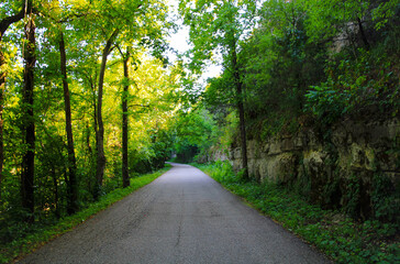 Fototapeta na wymiar road in the forest