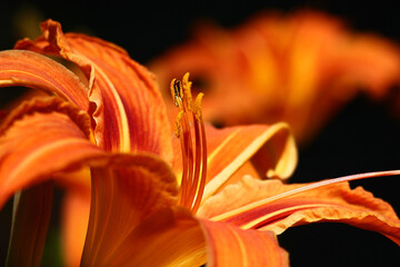 A large amount of flowers of a wild-growing hemerocallis created a bright color spot.