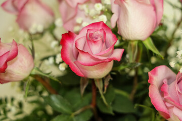Close-up view of a two-toned white with pink tip rose on a flower bouquet with depth of field background.