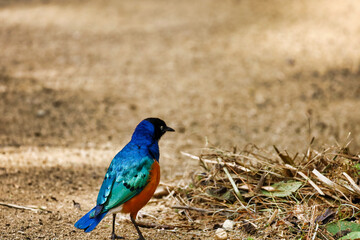 Back view of the colorful iridescent feathers of a superb starling African bird.