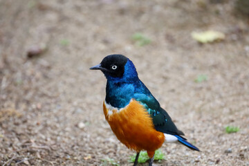 A superb starling bird , African bird with colorful iridescent plumage.