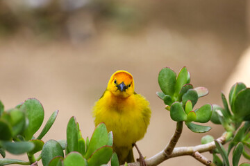 A male taveta golden-weaver perched on the branch of a plant.