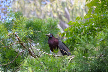 An Abdim's stork perched on a tree.