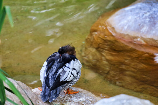 View of the back feathers of a male Scaly-sided Merganser (Mergus squamatus). A Merganser duck preening it's feathers.