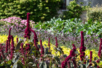 Colourful amaranthus flowers blooming in the height of the summer, photographed in the garden at Chateau de Chenonceau in the town of Chenonceaux in the Loire Valley, France.