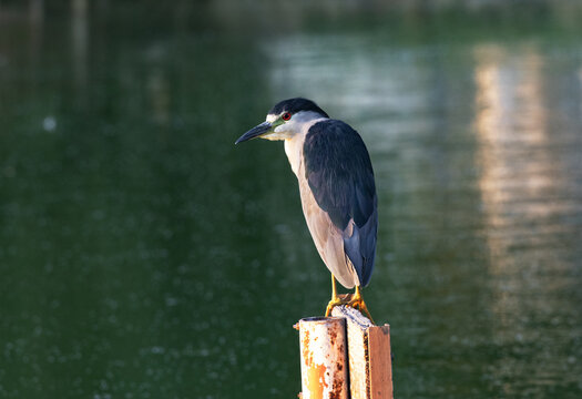 City Birding Shows Male Night Heron On Post In Urban Pond Reflecting Both City And Wild