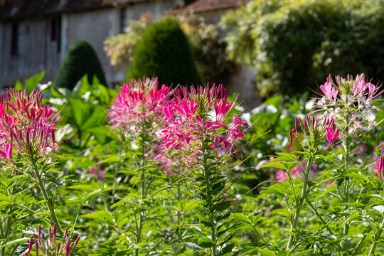 Colourful pink spider flowers, cleome hassleriana, blooming in the height of the summer. Photographed in the garden at Chateau de Chenonceau in the town of Chenonceaux in the Loire Valley, France.