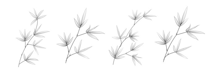 Obraz premium Set of differents bamboo branch on white background.