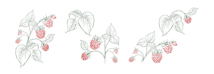 Set of different branches of raspberries on white background.