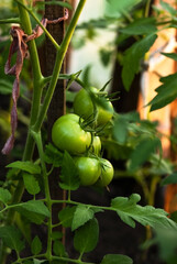 Green tomato fruits grow on a branch in a greenhouse, the future harvest of ripe tomatoes