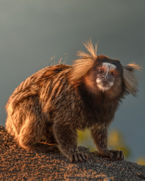 Małpa sagui uistiti - Rio de Janeiro