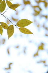 가을 단풍 나뭇잎