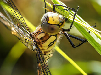 Frisch geschl&uuml;pfte Libelle