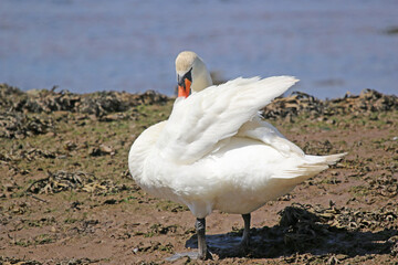 Swan on a river bank	