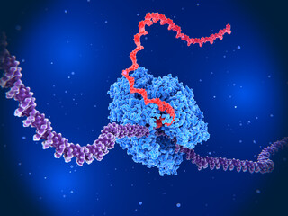 The RNA polymerase II transcribing DNA into RNA. - obrazy, fototapety, plakaty