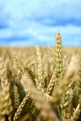 Fototapeta premium Wheat field. Ears of golden wheat close up. Beautiful Rural Scenery under Shining Sunlight and blue sky. Background of ripening ears of meadow wheat field.