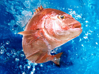 Tai (sea bream) has long been used in celebrations in Japan to bring in good luck, which is associated with its vivid red color and beautiful shape. Its status as a celebration fish is also supported 