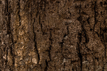 Close-up of beautiful pine tree bark texture. Photo of wooden texture