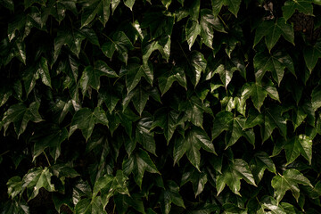 Fototapeta na wymiar Backdrop from green Ivy leaves for design or project