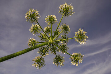 A white umbel flower photographed from below against a blue sky - obrazy, fototapety, plakaty