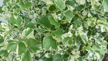 Obraz premium green leaves background