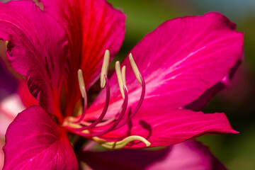 The blooming bauhinia flowers are red and pink with green petals