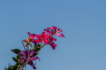 The blooming bauhinia flowers are red and pink with green petals
