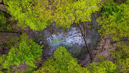 aerial view of fallen tree in the swamp