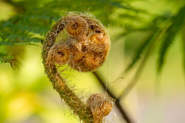 Fern shoots that are still curled up, isolated on a blurry background