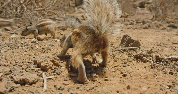 White-tailed antelope squirrel family group looking for food in their natural habitat. National Park. Mammals, papillae of a lactating female close up. Slow motion.
