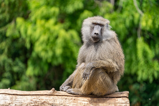 Pawian na zielonym tle.  Baboon on a green background