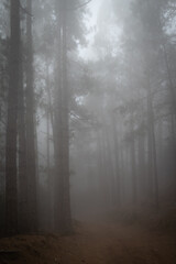 Foggy forest path between pines. Mysterious misty day