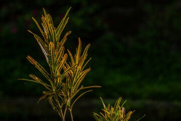 The leaves of the Variegated Croton plant are a combination of green and yellow, used for indoor and outdoor garden decorations © pariketan