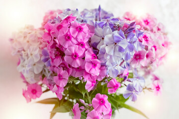 Close-up of a bouquet of Phlox flowers in vibrant colors, with a blurred background