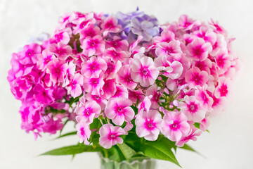 Close-up of Phlox flowers in vibrant colors, with a blurry background