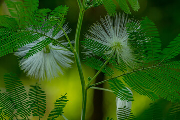 Mimosa flower plant in bloom, the flower is in the form of long white fibers