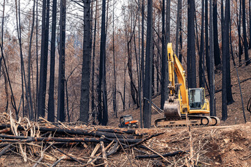 Fototapeta na wymiar View of the car behind the excavator in the forest among fallen trees. Clearing the forest after a natural disaster.